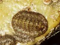 Hairy chiton