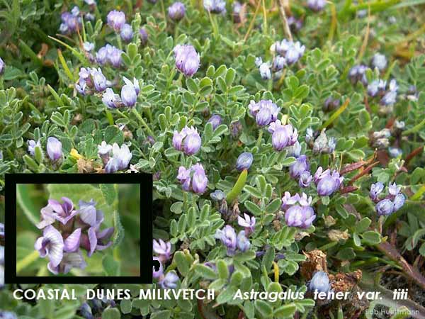 Coastal Dunes Milkvetch