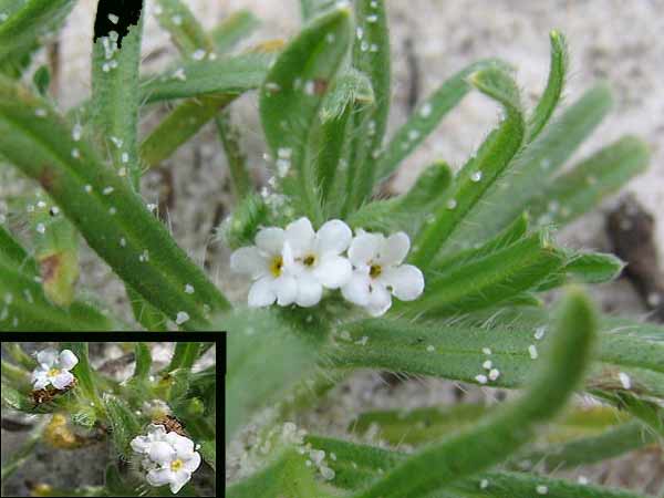 Coast cryptantha