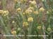 Everlasting Cudweed
