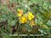 Prostrate Deerweed 2