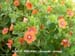 Scarlet Pimpernel 