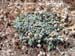 Coast Buckwheat 2