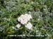 Common Yarrow 2