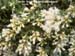 Coyote Brush - female