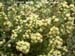Coyote Brush - male