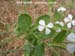 Wild Radish, White