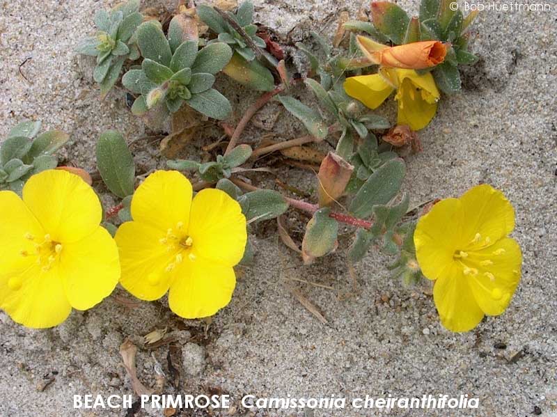 Beach Primrose 