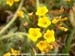 Common Fiddleneck