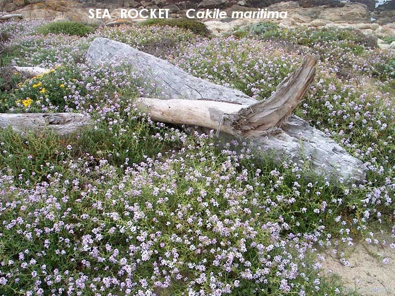 Sea Rocket 2 