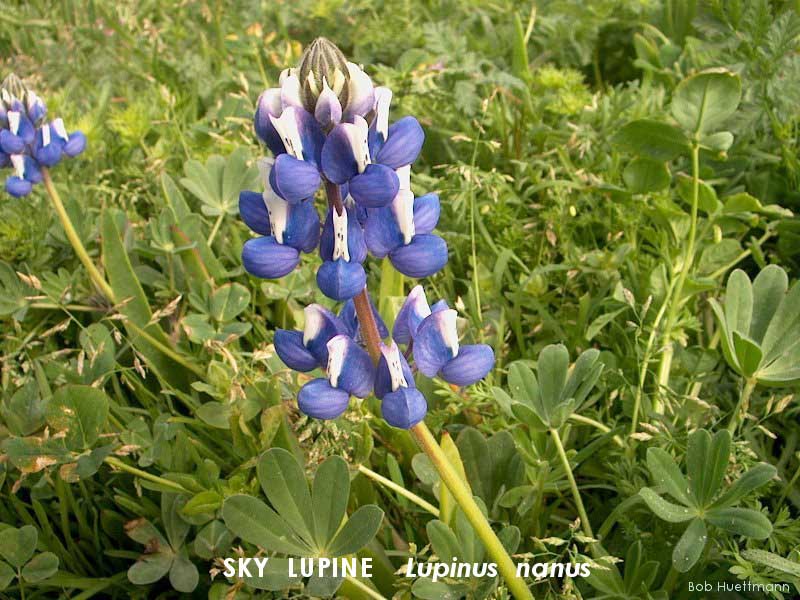 Sky Lupine 
