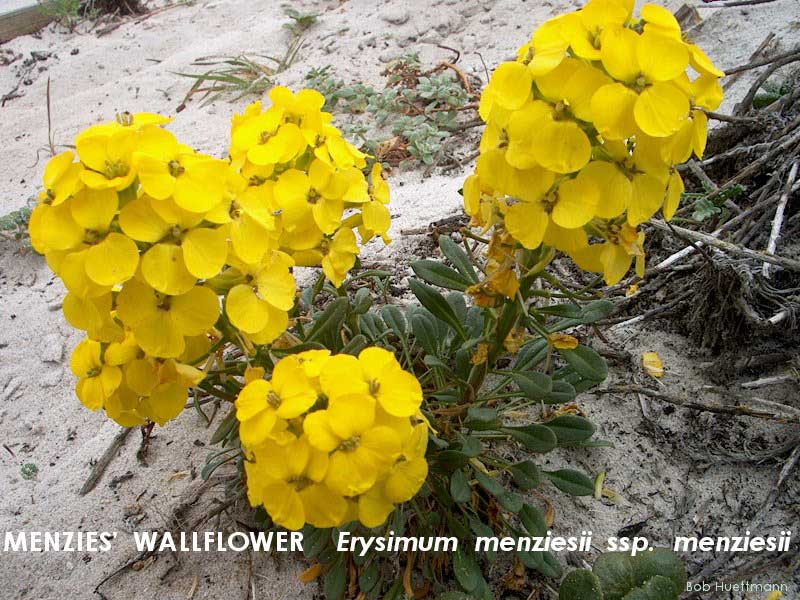 Menzies' Wallflower 2 