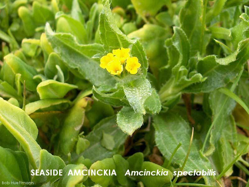 Seaside Amsinckia 