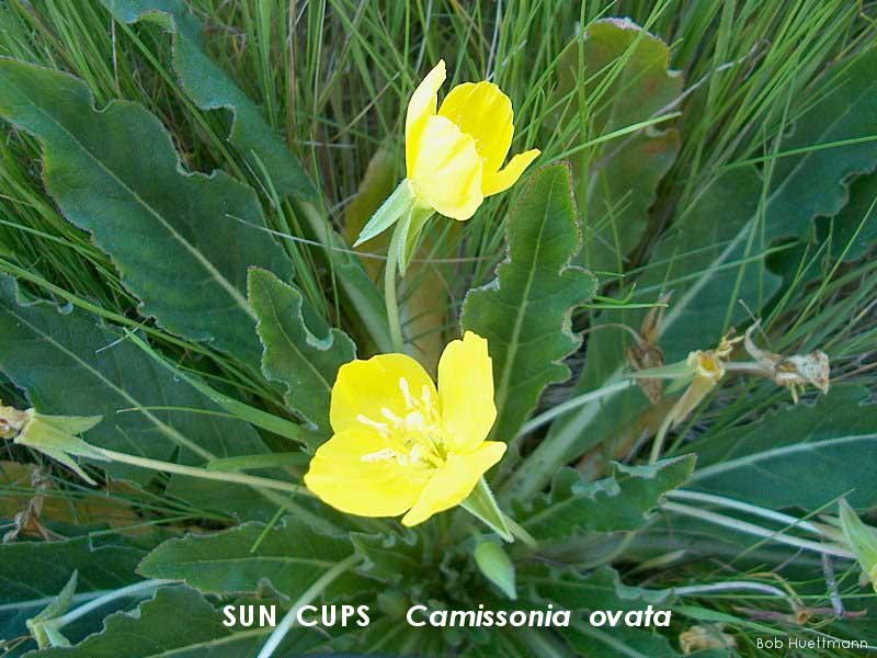Sun Cups 