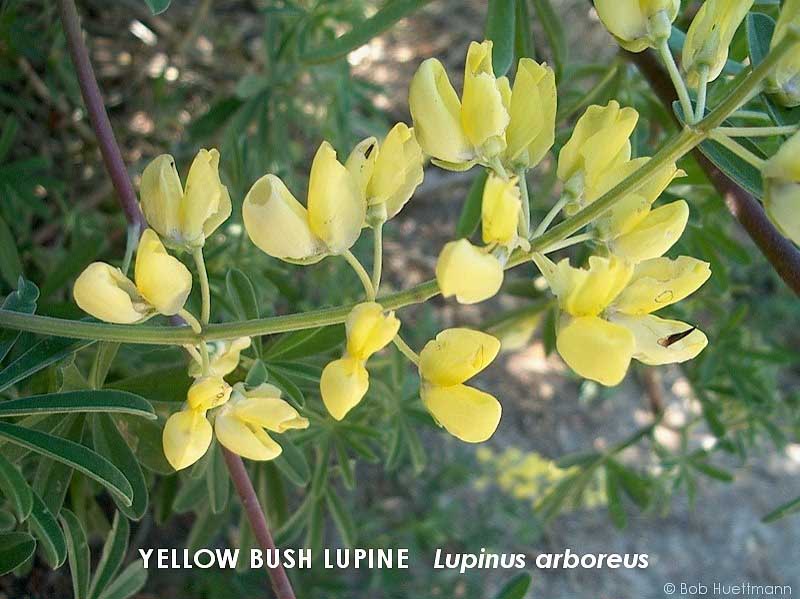 Yellow Bush Lupine 