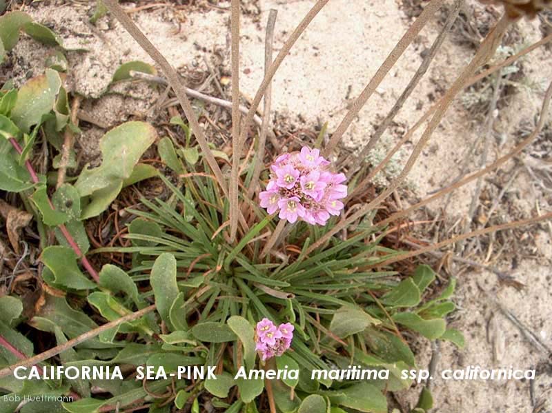 California Sea-pink 