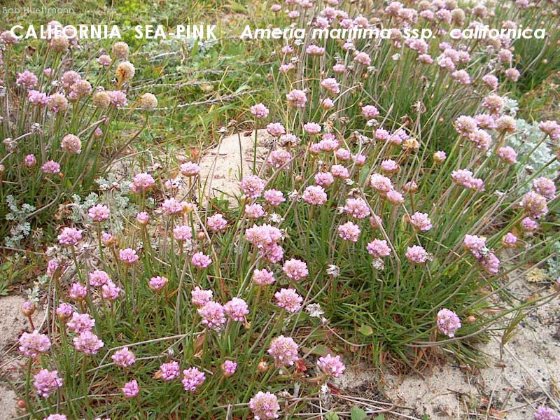 California Sea-pink 2 