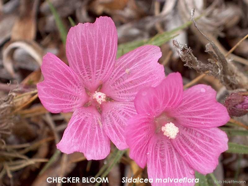 Checker Bloom 