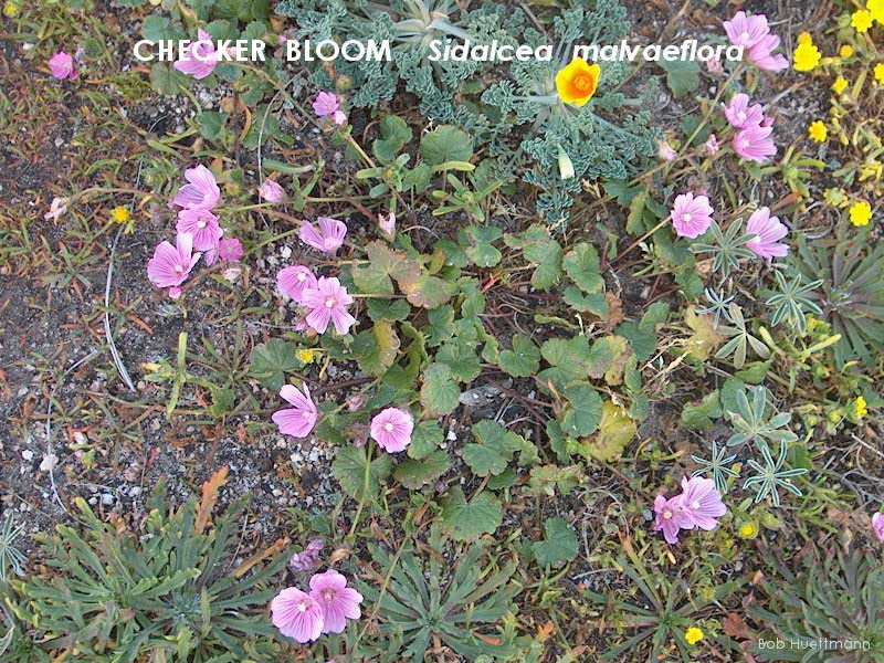 Checker Bloom 2 