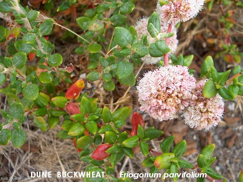 Dune Buckwheat 