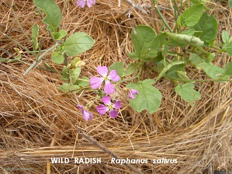 Wild Radish, Pink 