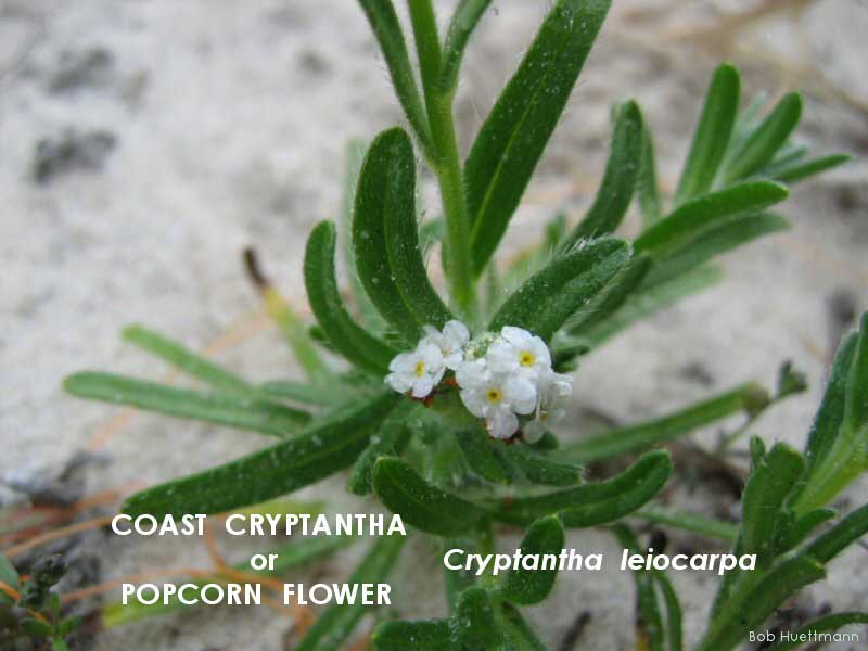 Coast Cryptantha 