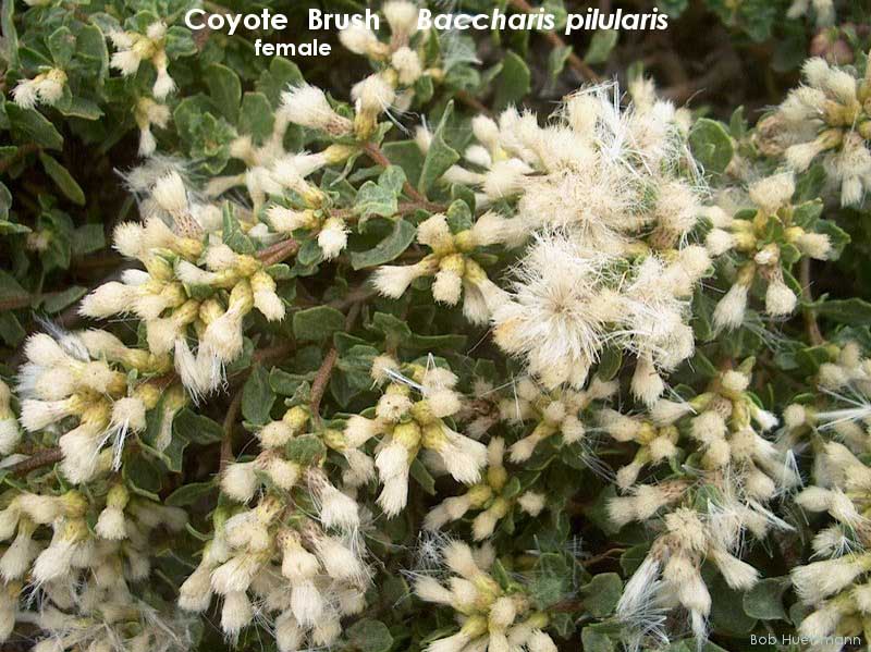 Coyote Brush - female 