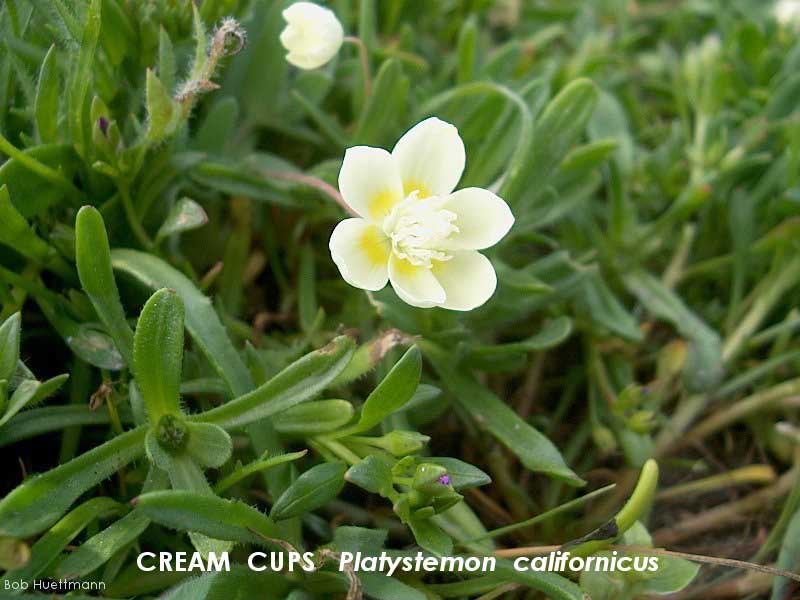 Cream Cups 