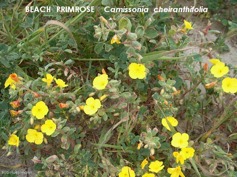 Beach Primrose 2 
