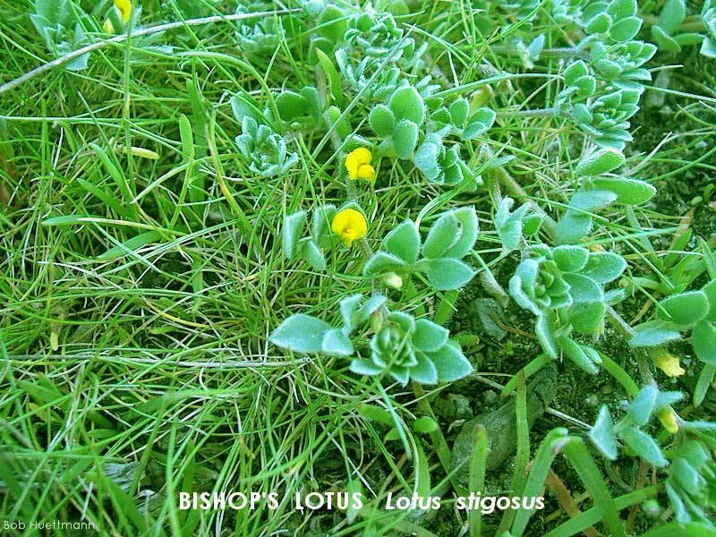 Bishop's Lotus 