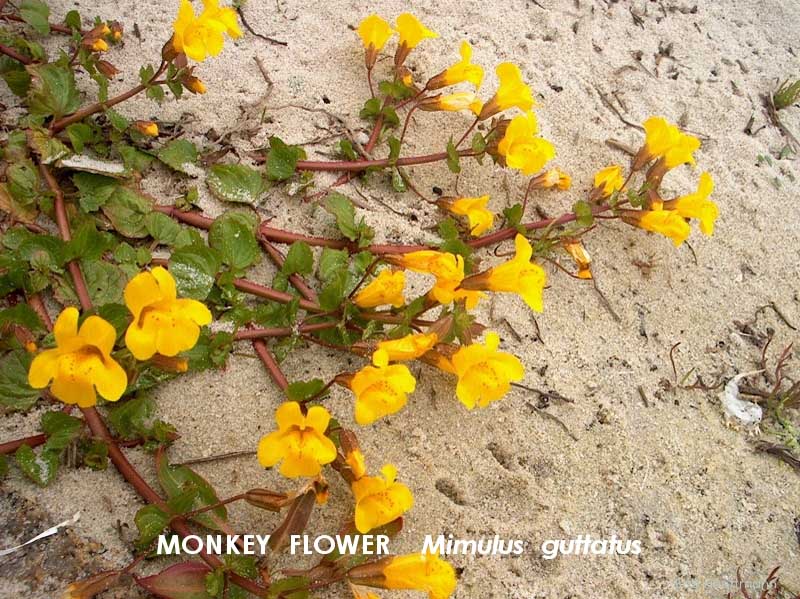 Common Monkey Flower 2 